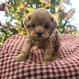 Bell - Red female Cavapoo puppy in Blackfoot, Idaho from Rocky Desert Goldens and Cavaliers
