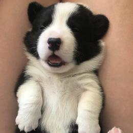 Cardigan Welsh Corgi Puppies from Liberty Valley Farm