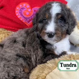 Tundra - Merle male Bernedoodle puppy in Milan, Indiana from Doodles & Spice