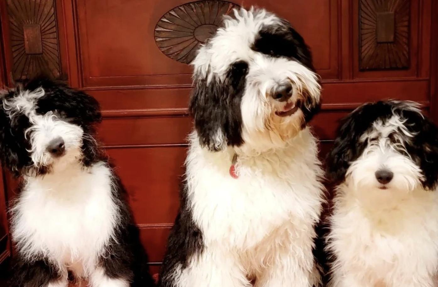 Fine and Dandy Aussiedoodles in North Carolina | Aussiedoodle puppies ...