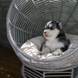 Pomsky Puppies from Arctic Star Pomskies