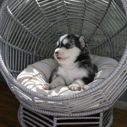 Pomsky Puppies from Arctic Star Pomskies