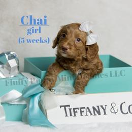 Chai BLUE COLLAR girl 3500 - Red  female Goldendoodle puppy in Corona, California from Fluffy Puppy Mini Doodles LLC
