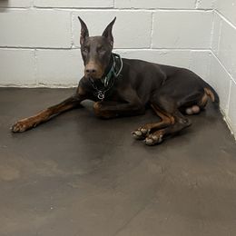 Atlas - Red and rust male Doberman Pinscher puppy in Williamston, Sc, South Carolina from Dutton Dog Co & Dalla Grazia Doberman