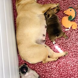 French Bulldog Puppies from Von Bales French Bulldogs