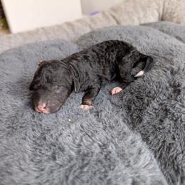 Boy 3 - male Aussiedoodle puppy in Jacksonville, Florida from Lolo’s Aussiedoodle