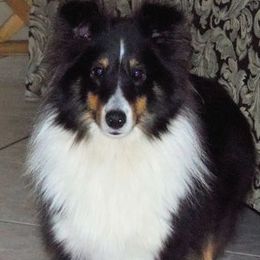 Elvira - Shetland Sheepdog