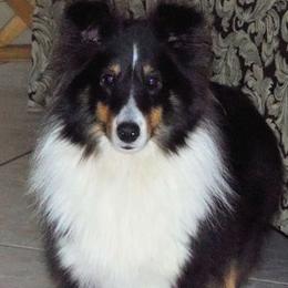 Elvira - Shetland Sheepdog