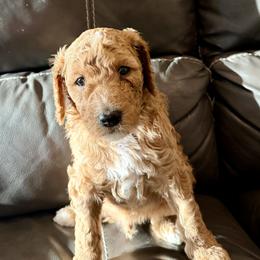Goldendoodle and Poodle Puppies from Gentle Paw Goldendoodles