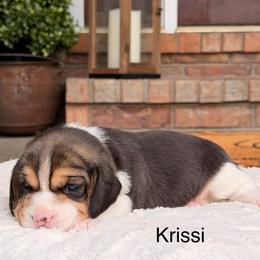 Krissi - Black tan and white female Beagle puppy in Mansfield, Missouri from Rippee Creek Kennel