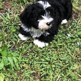 Havanese Puppies from Heart Of My Heart Havanese