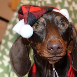 Pretzel - Dachshund