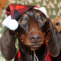 Pretzel - Dachshund