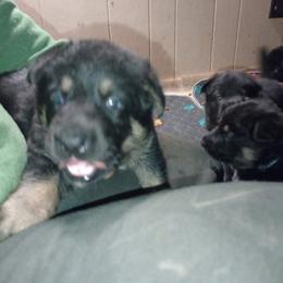 Purple collar girl - Bi-color female German Shepherd puppy in Centralia, Illinois from Janices AKC German Sheperds LLC