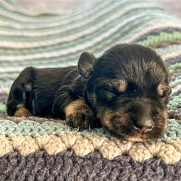 Girl 1 - Black and silver Miniature Schnauzer puppy in Woodburn, Kentucky from Southern Kentucky Schnauzers