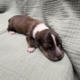 Sarge - Piebald male Dachshund puppy in Athens, Alabama from 4 Moore Ranch