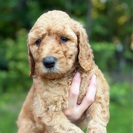 Grey - Apricot male Goldendoodle puppy in Ranger, Georgia from Muscadine Meadows Poodles and Doodles