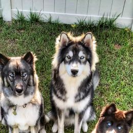 Siberian Huskies from Fast.N.Furriest Huskies