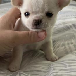 Chihuahua Puppies from Stardom Chihuahuas