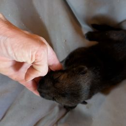 Girl 1 - Sable female German Shepherd puppy in Springtown, Texas from Odom's German Shepherds