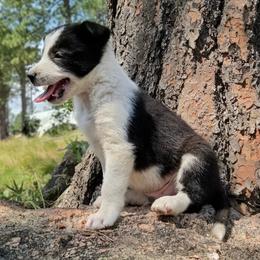 Slick - Black and white male Border Collie puppy in Custer, South Dakota from Pinpoint Border Collies