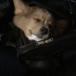 Pembroke Welsh Corgi Puppies from Redwood Corgis