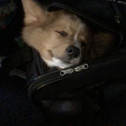 Pembroke Welsh Corgi Puppies from Redwood Corgis