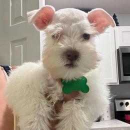 Chip - White male Miniature Schnauzer puppy in Lehigh Acres, Florida from Regency Schnauzer