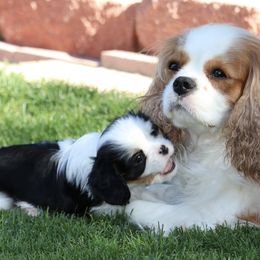 Cavalier King Charles Spaniels from Cashay Cavaliers