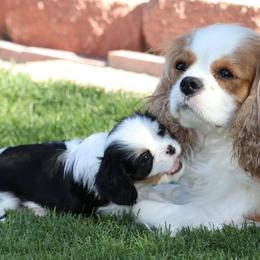 Cavalier King Charles Spaniels from Cashay Cavaliers