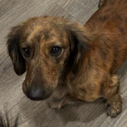 Sebastion - Dachshund