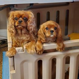 Cavalier King Charles Spaniel Puppies from Malikim Cavaliers