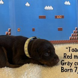 Toad - Red and rust male Doberman Pinscher puppy in Ohio from The Dober Den