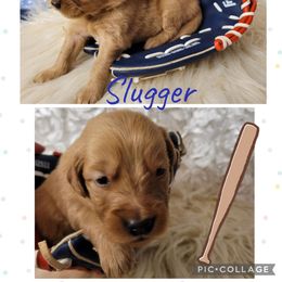 Slugger - Dark golden female Golden Retriever puppy in Greensburg, Kentucky from Southern Springs Goldens