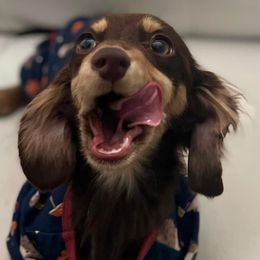 PJ - Dachshund