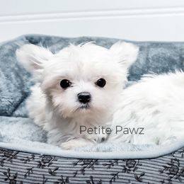 Boy 1 - male Maltese puppy in Tampa, Florida from Petite Pawz