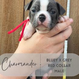 Charmander - Blue male Boston Terrier puppy in West Jefferson, Ohio from Kline Kennels