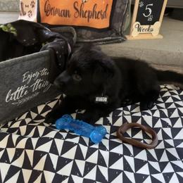 E.T - Black male German Shepherd puppy in Morganville, New Jersey from Piotr's German Shepherd Dogs