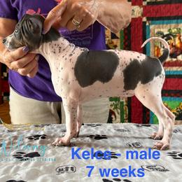 Kelce - White and black male American Hairless Terrier puppy in Smith Center, Kansas from Wilsong Kennel
