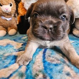 Gladys - Fawn brindle and white female French Bulldog puppy in Bend, Oregon from High Lakes Frenchies
