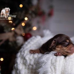Nick - Chocolate and tan male Dachshund puppy in Iola, Texas from Whiskey River Dachshunds