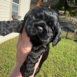 Black - Black male Cocker Spaniel puppy in Soddy Daisy, Tennessee from Kaleidoscopic Creations