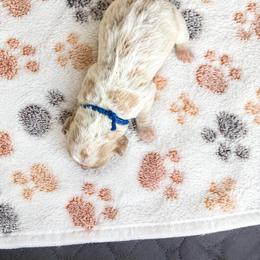 Aussiedoodle, Bernedoodle, Cavapoo, Goldendoodle, and Newfypoo Puppies from Haaspawz