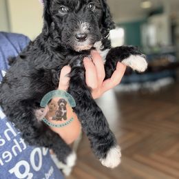 Girl 2 - female Sheepadoodle puppy in Marion, Ohio from Doodles & Doxies