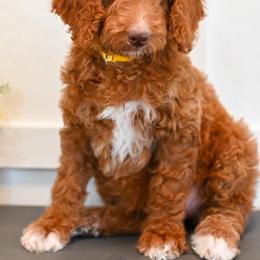 Bernedoodle and Goldendoodle Puppies from Sun Valley Goldendoodles