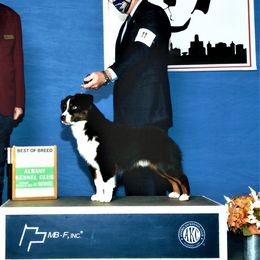 Storm - Miniature American Shepherd