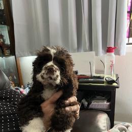 Huey - Brown and white male Cocker Spaniel puppy in San Jose, California from Kathleen's Cocker Spaniels