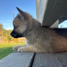 Seeker (Girl 2) - Brindle female Companion Cross puppy in Indian Springs, Nevada from Spinner puppies