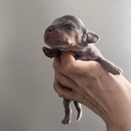 Girl 1 - Dapple female Dachshund puppy in Conroe, Texas from R&K Dachshunds