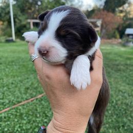 Brownie - Red tri female Miniature Australian Shepherd puppy in Sonora, California from Quarle Ranch Mini Aussies